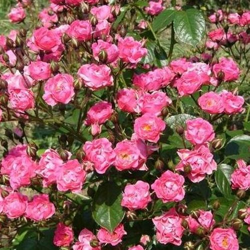 Ciemnoróżowy - Róże pienne - z drobnymi kwiatami - korona zwisająca